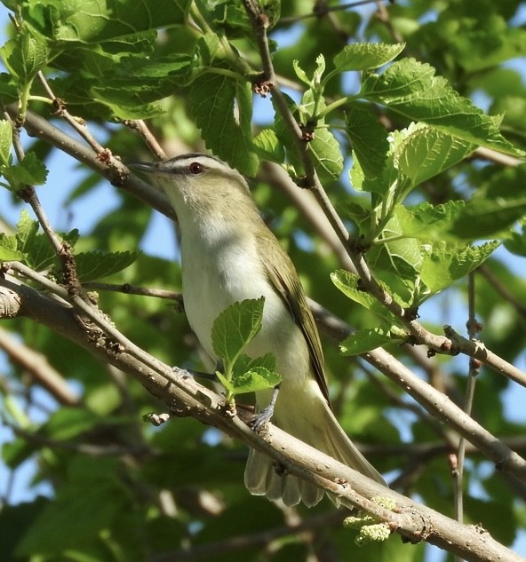 Kızıl Gözlü Vireo - ML618767354