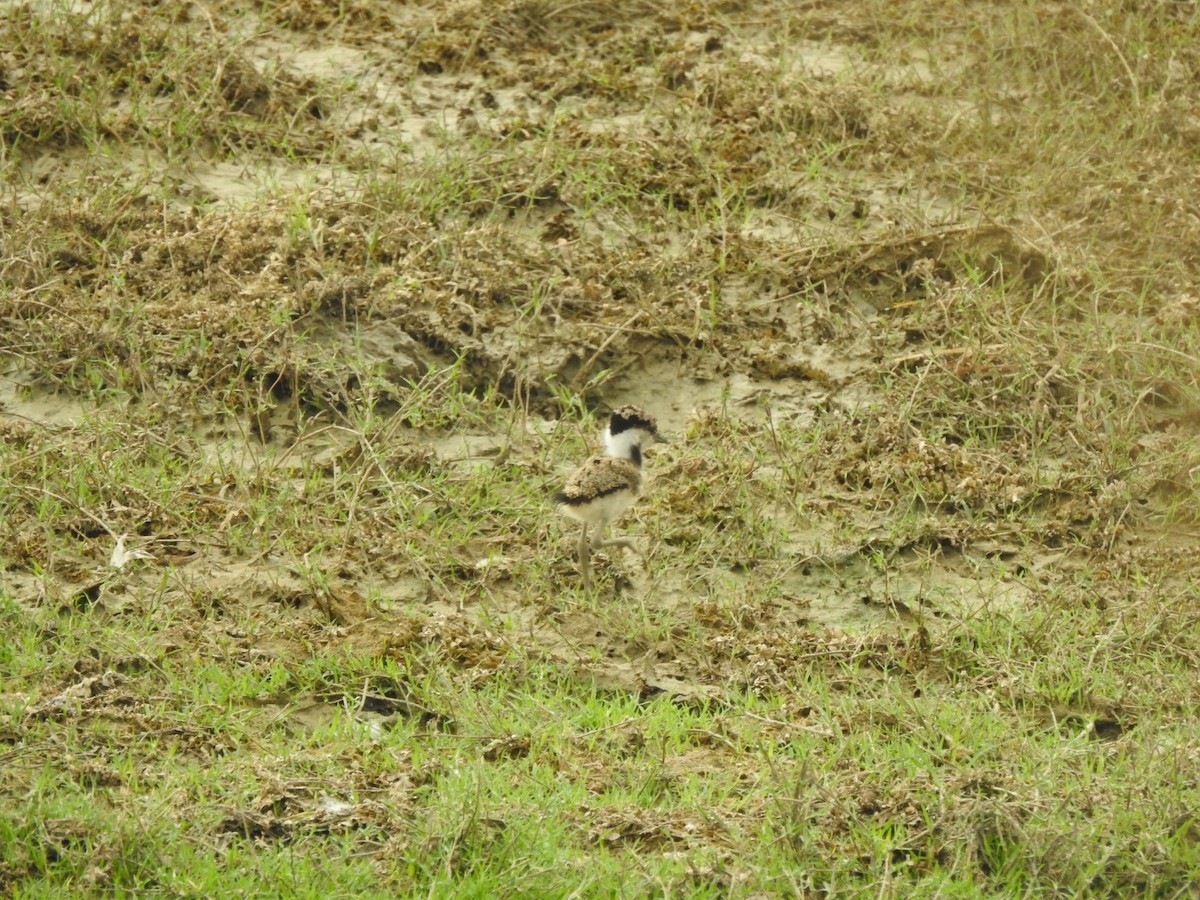 Red-wattled Lapwing - ML618767362