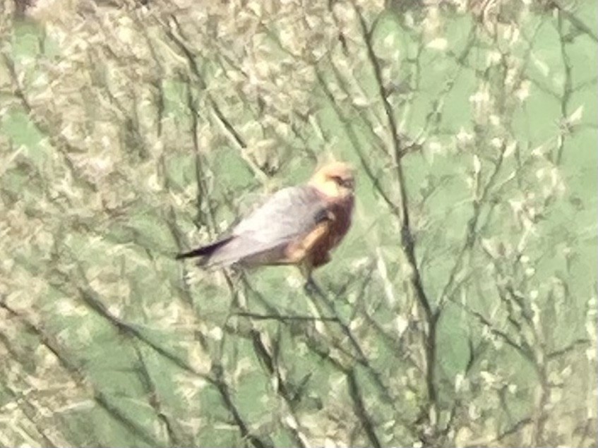 Red-footed Falcon - Simon Steiger