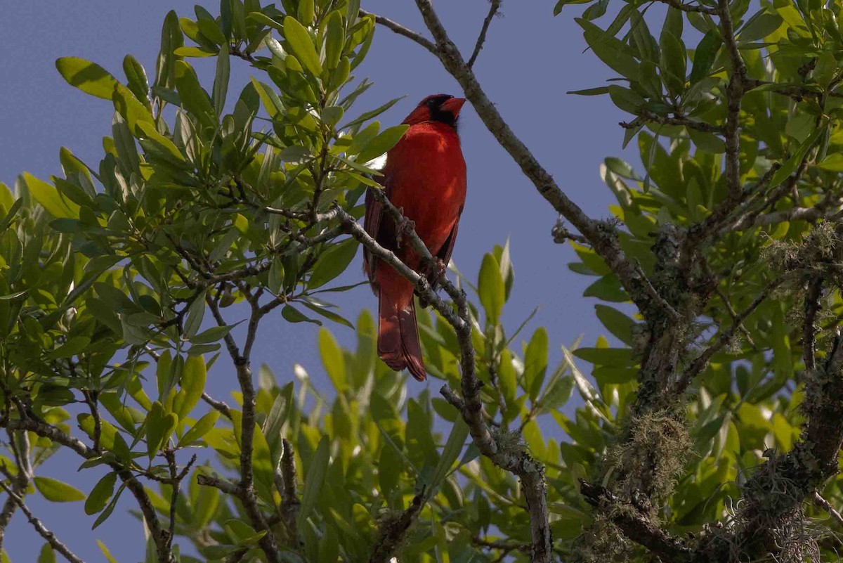 Northern Cardinal - ML618767380