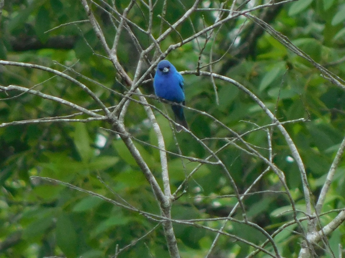 Indigo Bunting - Julian Monsalve