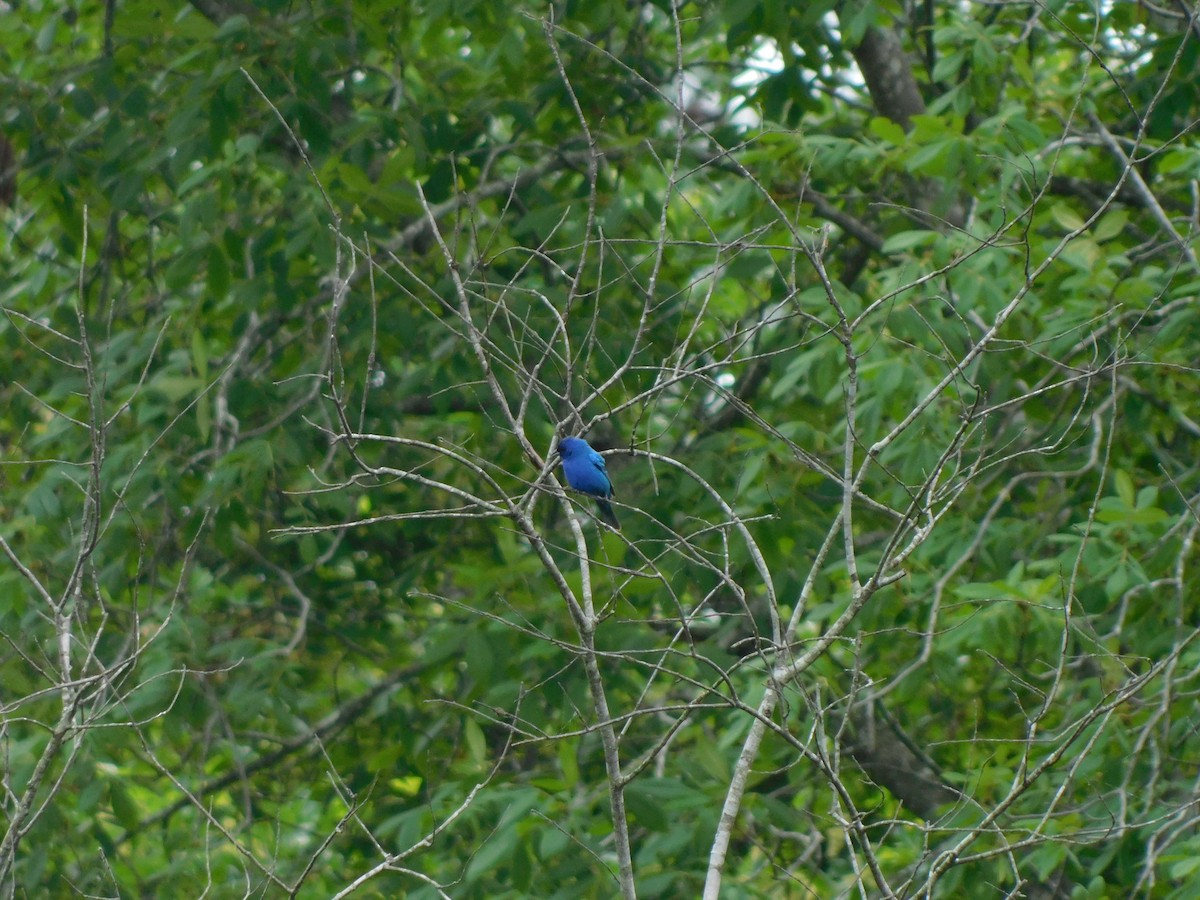 Indigo Bunting - ML618767392