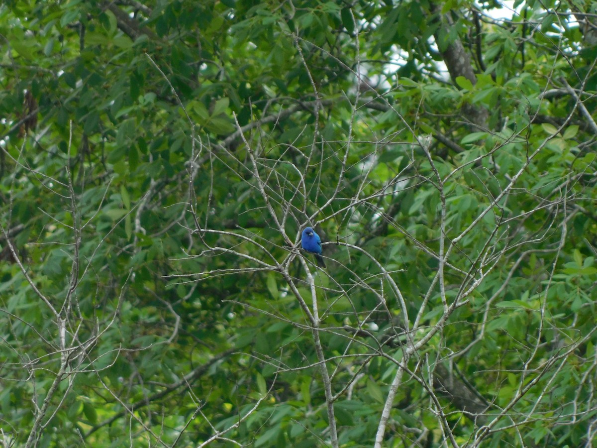 Indigo Bunting - ML618767393