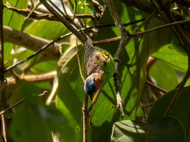 Calliste à tête bleue - ML618767396