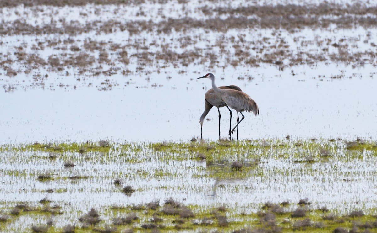 Sandhill Crane - Colin Maguire