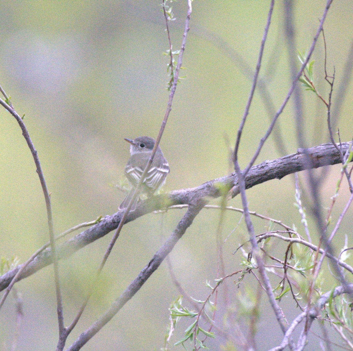 Gray/Dusky Flycatcher - ML618767445