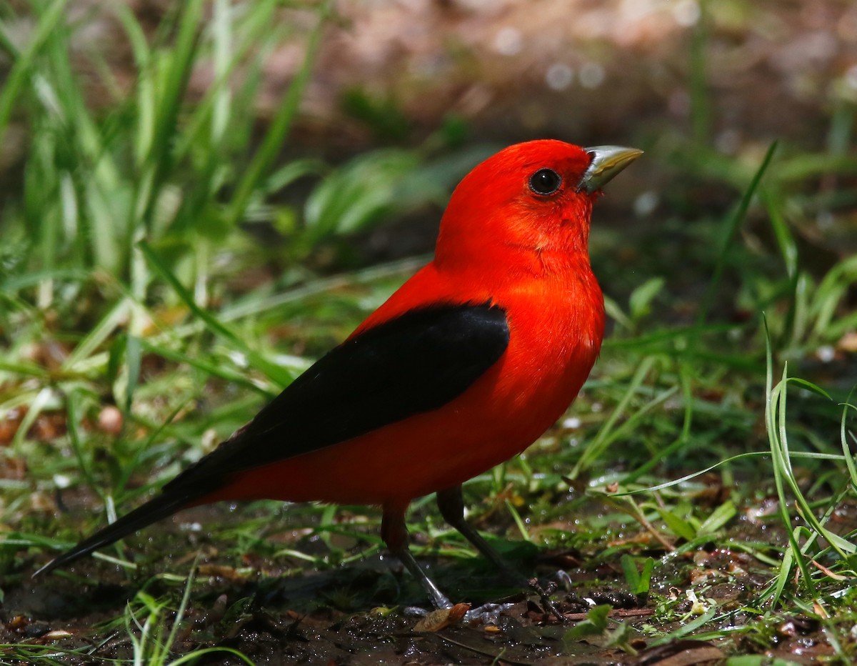 Scarlet Tanager - Lowell Burket