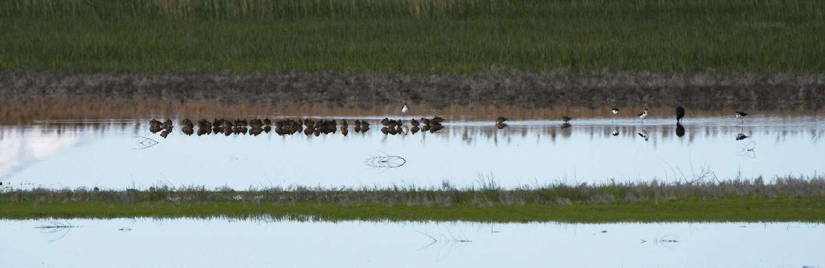 langnebbekkasinsnipe - ML618767467