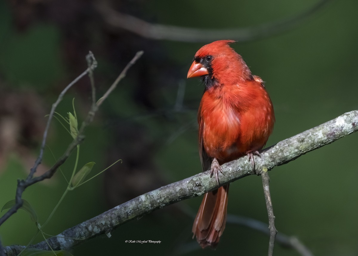 Cardinal rouge (groupe cardinalis) - ML618767475