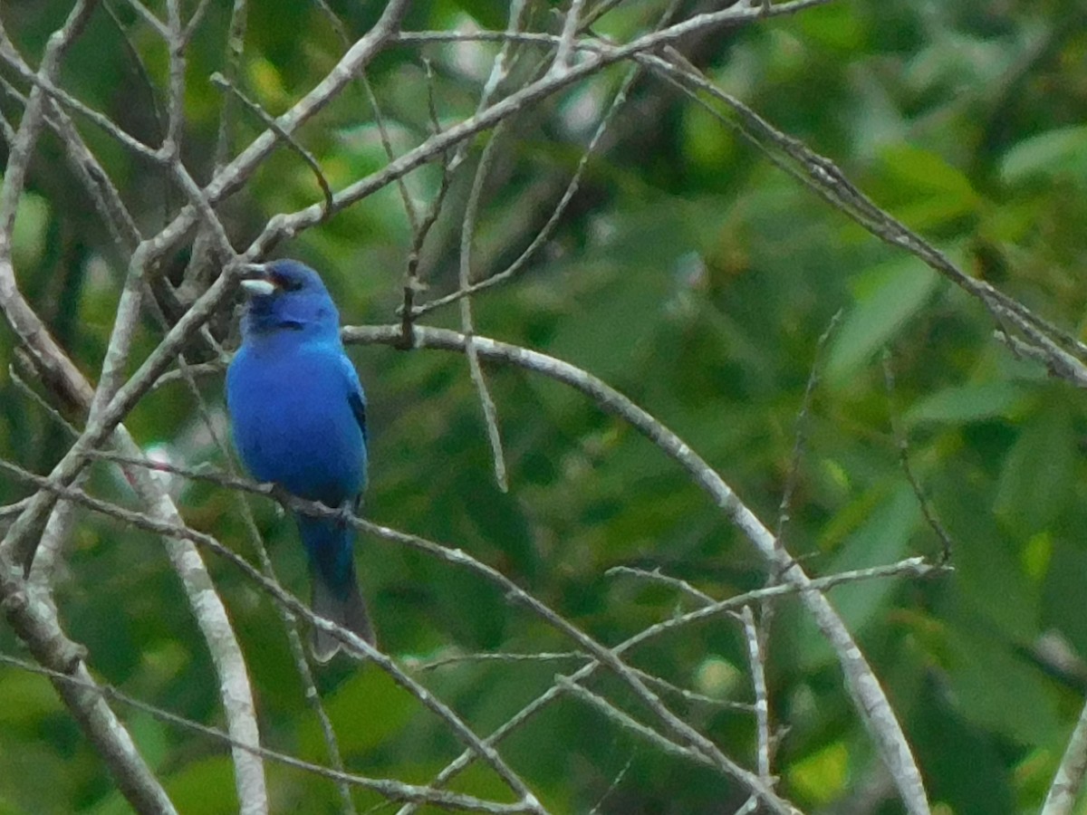 Indigo Bunting - ML618767492