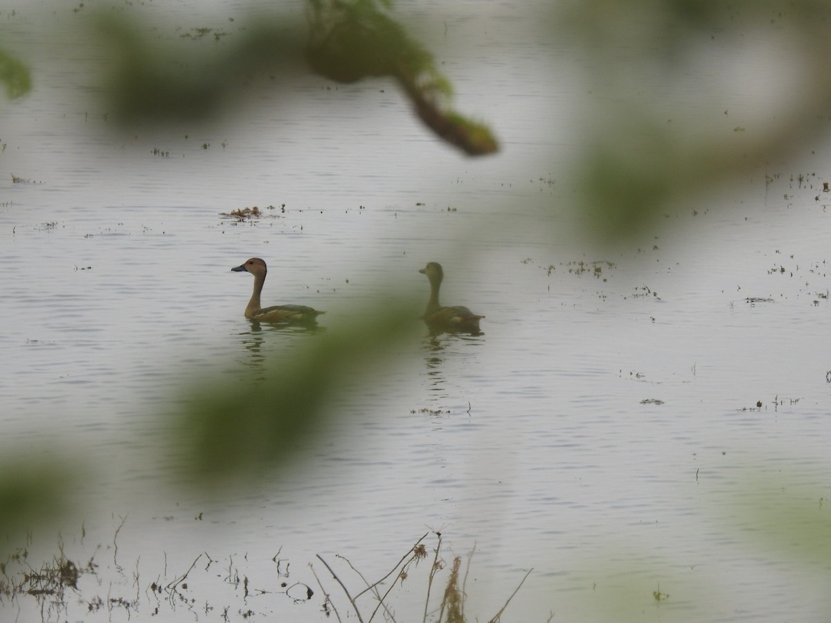 Lesser Whistling-Duck - Reshma Tadvi