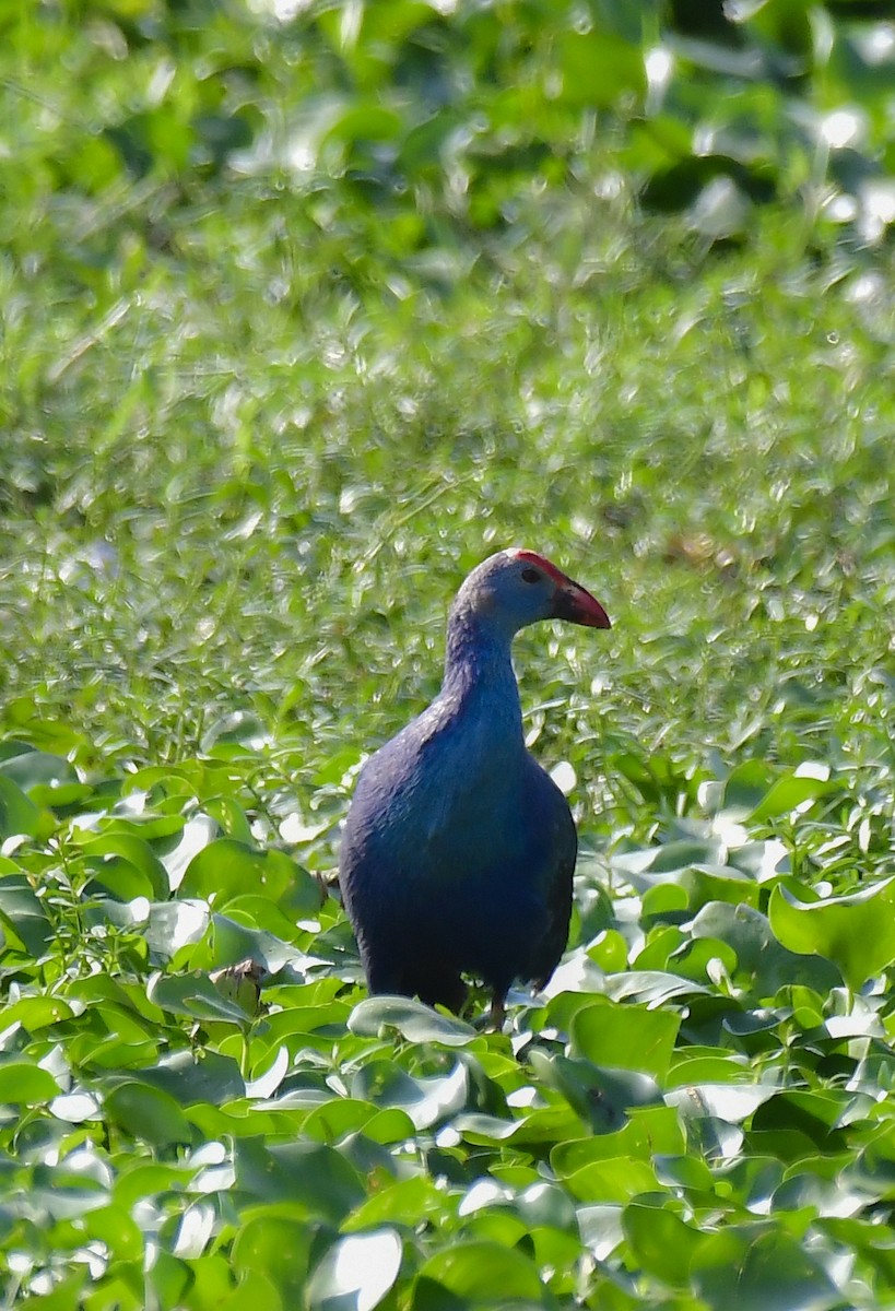 Gray-headed Swamphen - Sathish Ramamoorthy