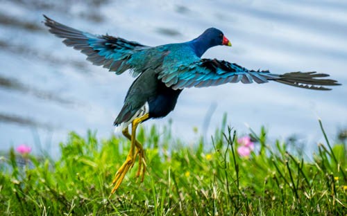 Purple Gallinule - ML618767532