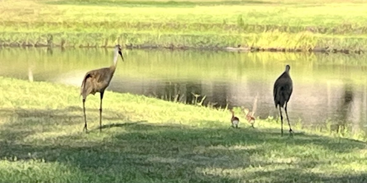 Sandhill Crane - Lisa Sykes