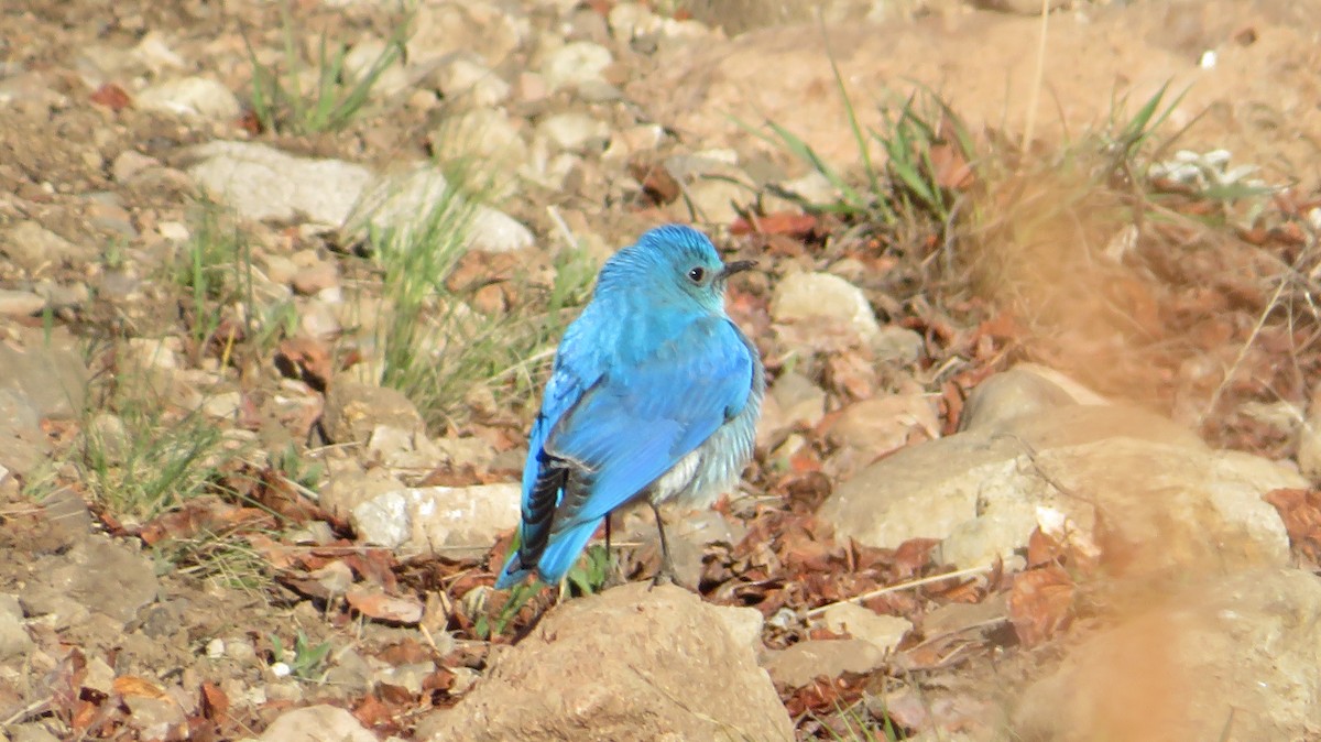 Mountain Bluebird - James P.