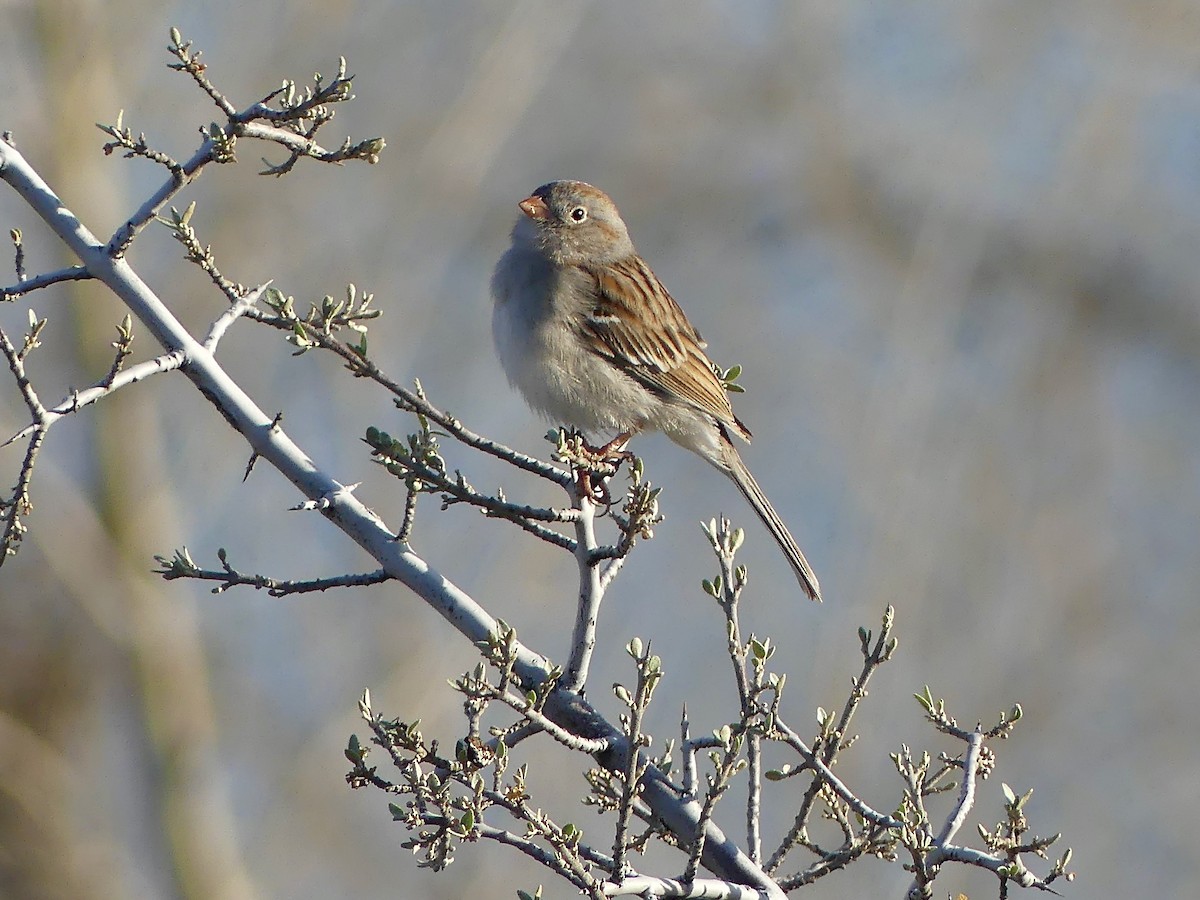 Field Sparrow - Peder Stenslie