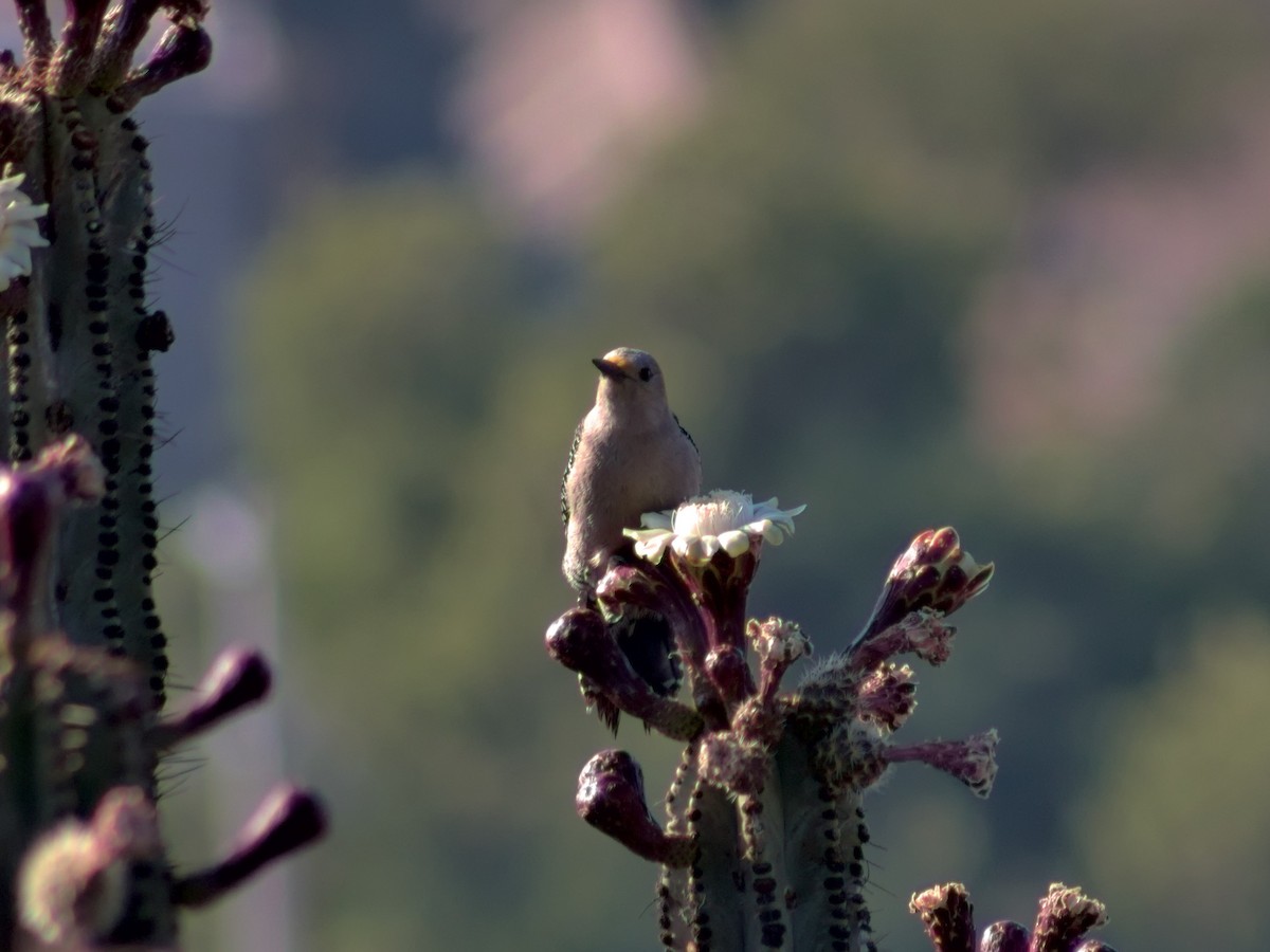 Golden-fronted Woodpecker (Northern) - Adrian Gonzalez