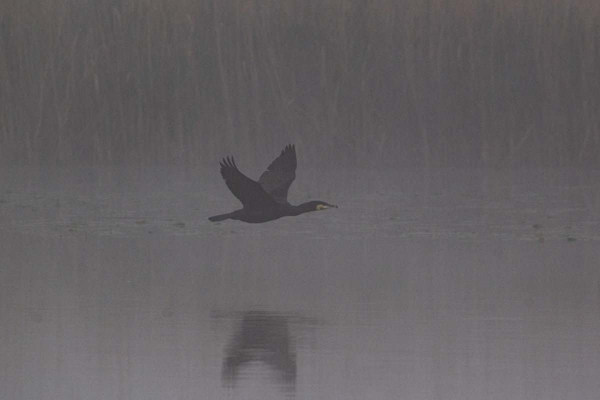 Great Cormorant - Bashar Jarayseh