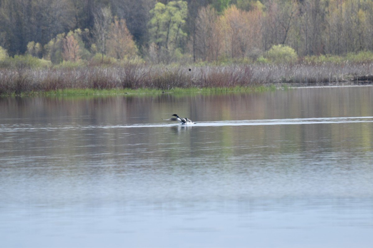 Common Loon - Nancy Lance