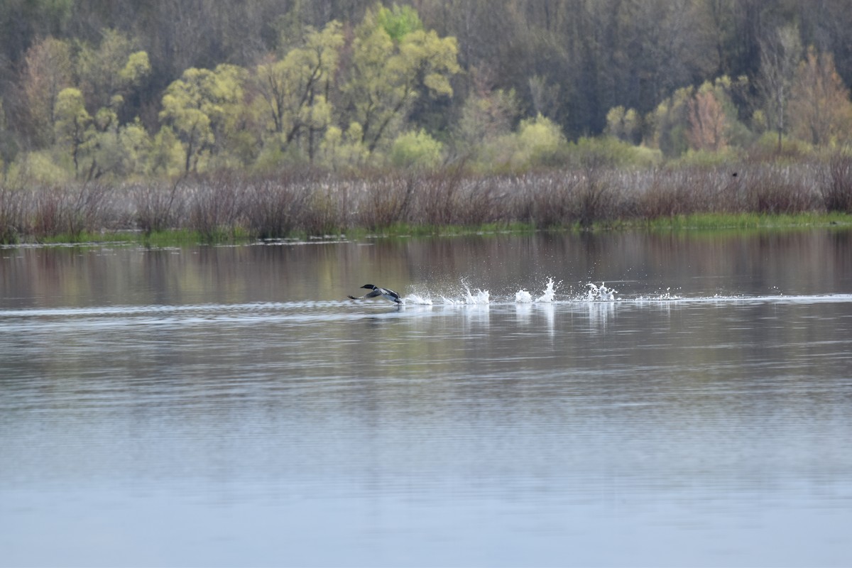 Common Loon - Nancy Lance