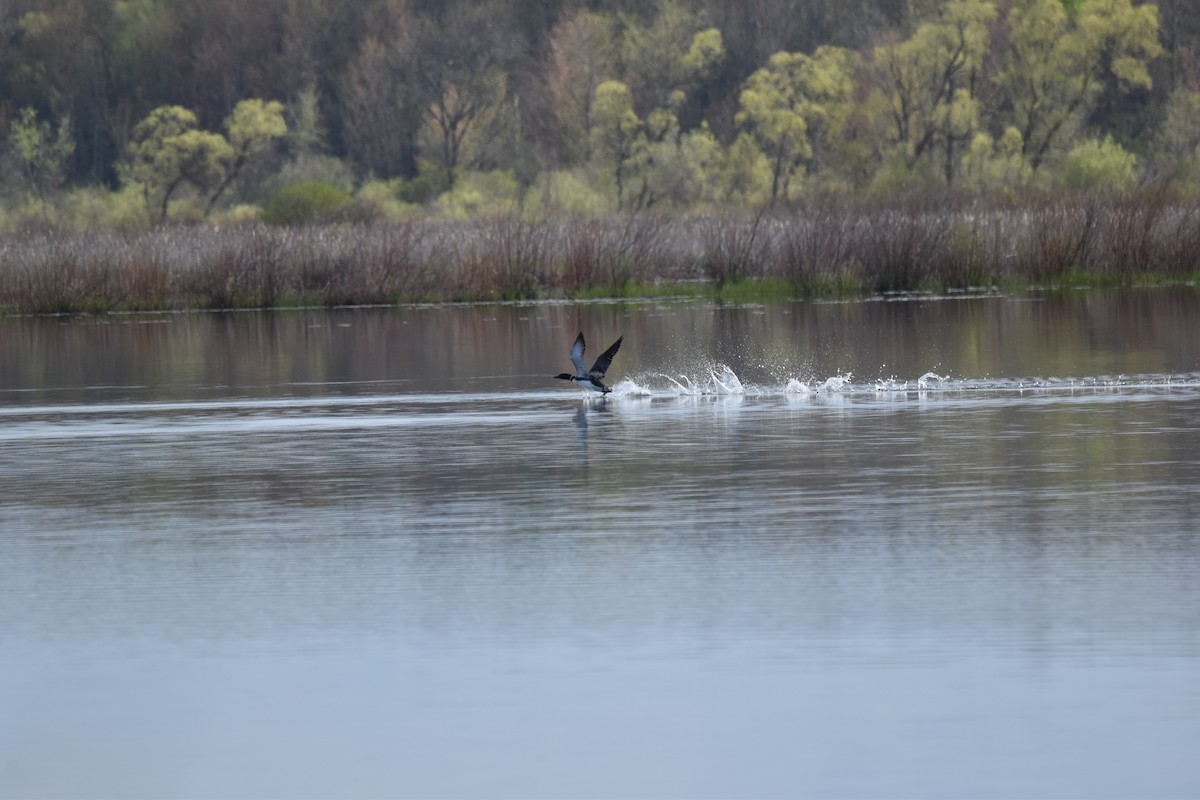 Common Loon - Nancy Lance