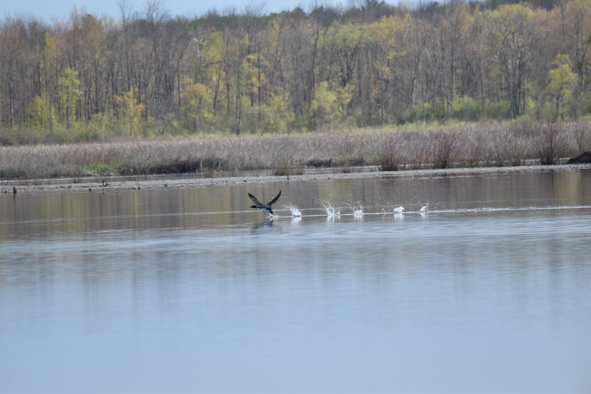 Common Loon - Nancy Lance