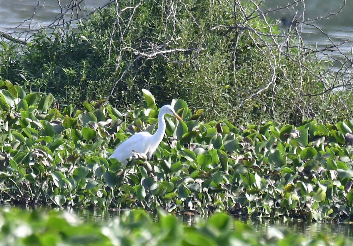 Medium Egret - ML618767731