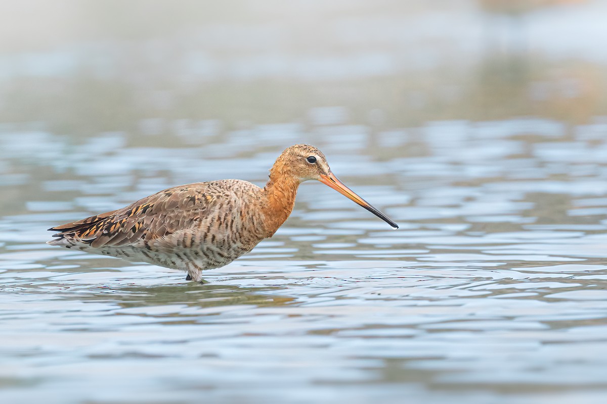 Black-tailed Godwit - ZUI-QI CHEN