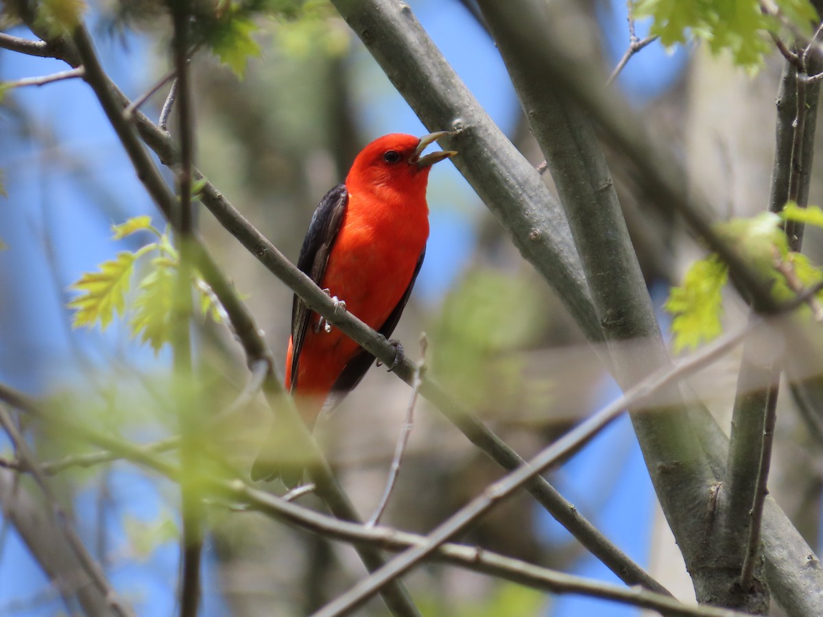 Scarlet Tanager - ML618767845