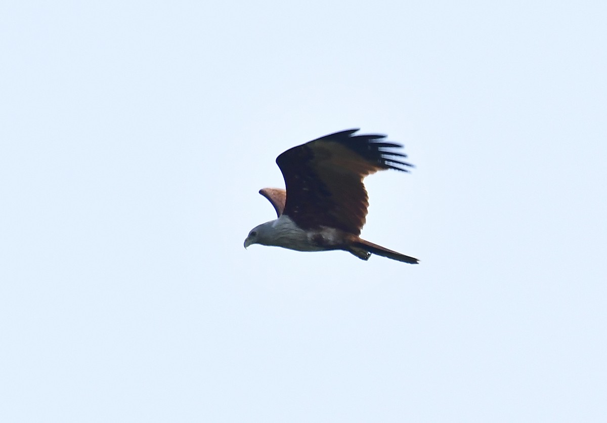 Brahminy Kite - Sathish Ramamoorthy