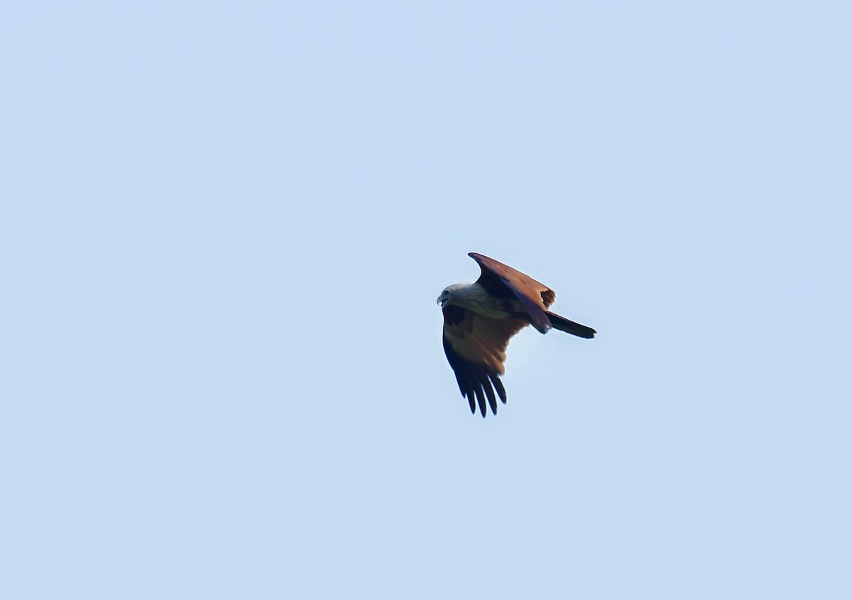 Brahminy Kite - ML618767859