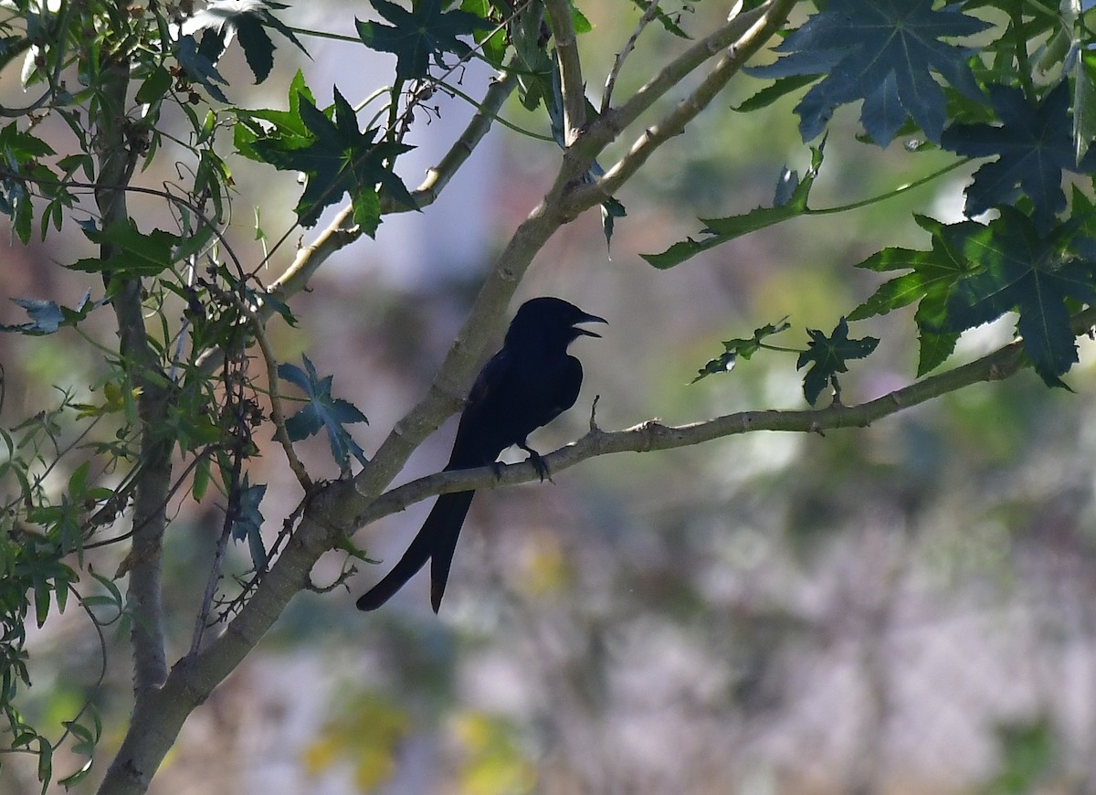 Black Drongo - Sathish Ramamoorthy