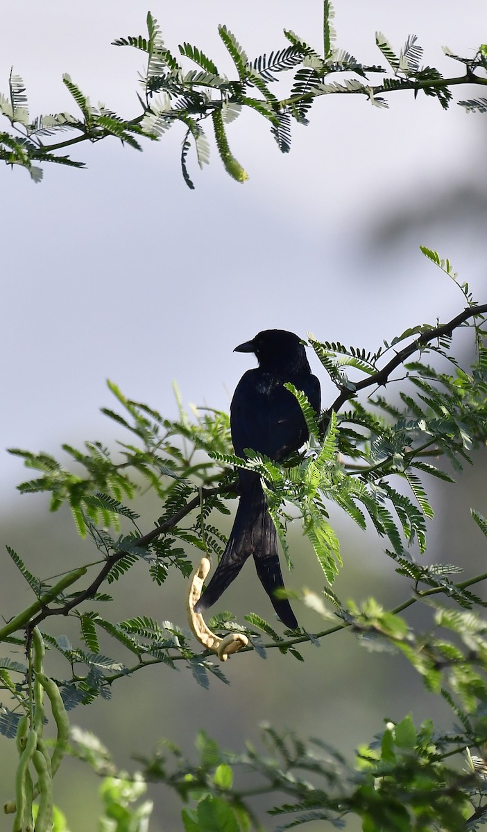 Black Drongo - ML618767880