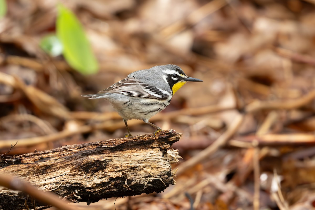 Yellow-throated Warbler - Tim Metcalf