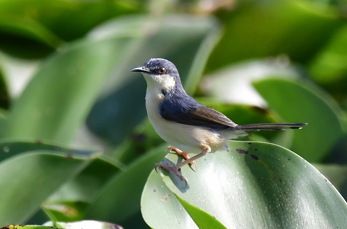 Prinia cendrée - ML618767903