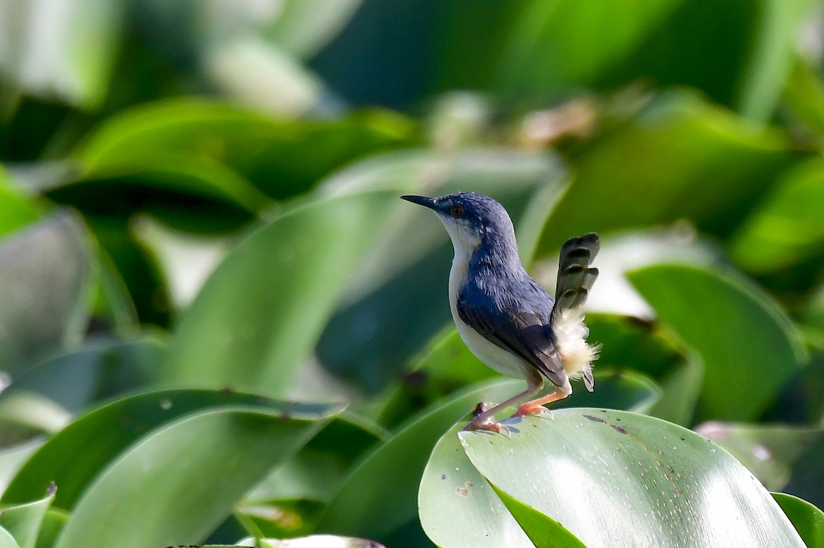 Ashy Prinia - ML618767904