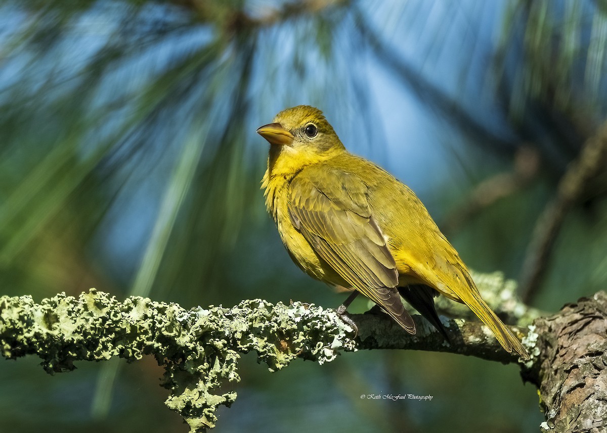 Summer Tanager - ML618767905