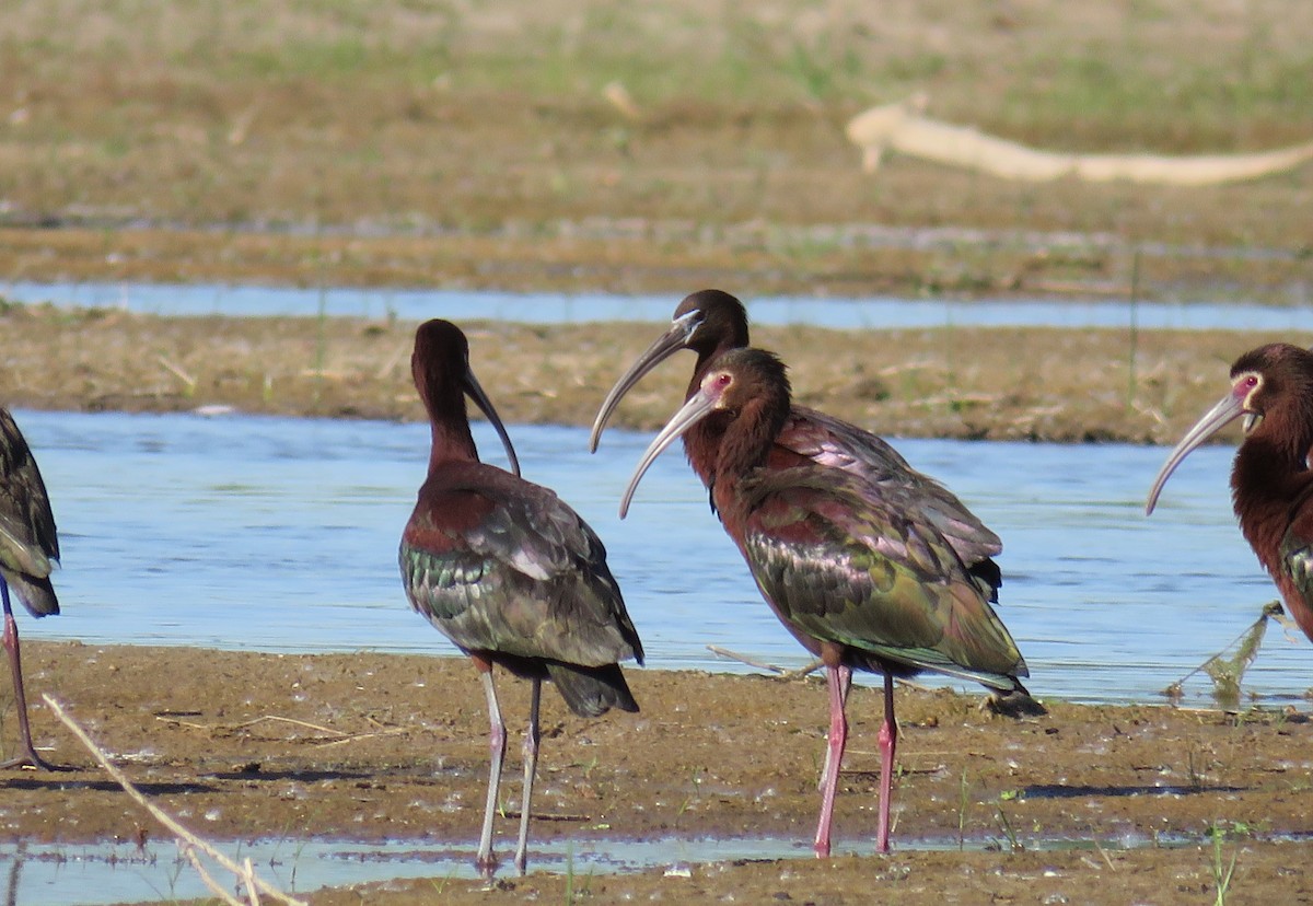 ibis hnědý - ML618767909