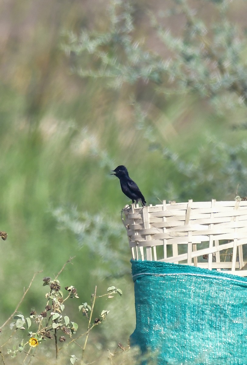 Pied Bushchat - Sathish Ramamoorthy