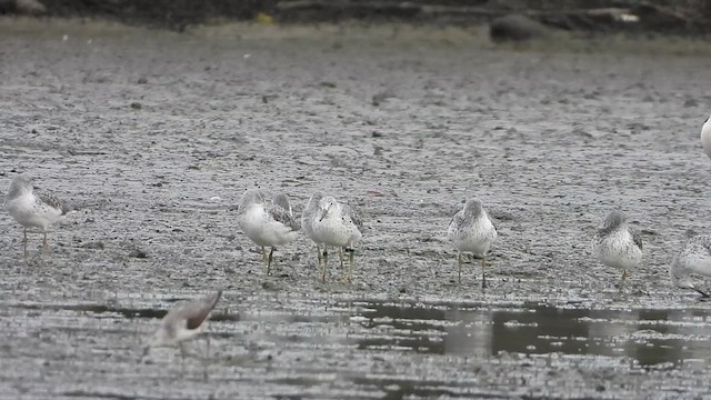 Nordmann's Greenshank - ML618767933