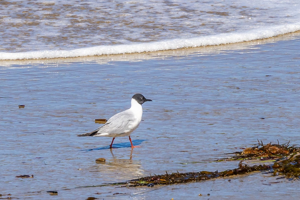 Bonaparte's Gull - Lynda Lewit