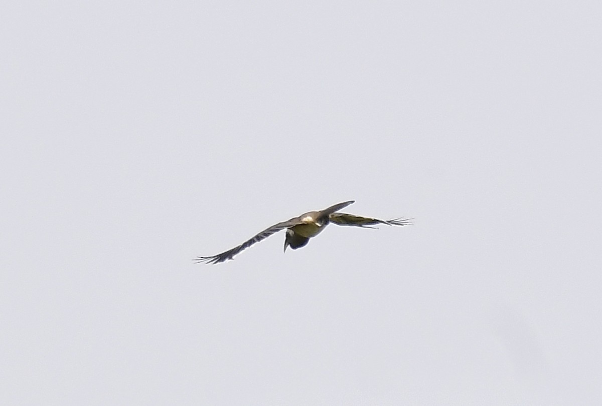 Indian Gray Hornbill - ML618767950