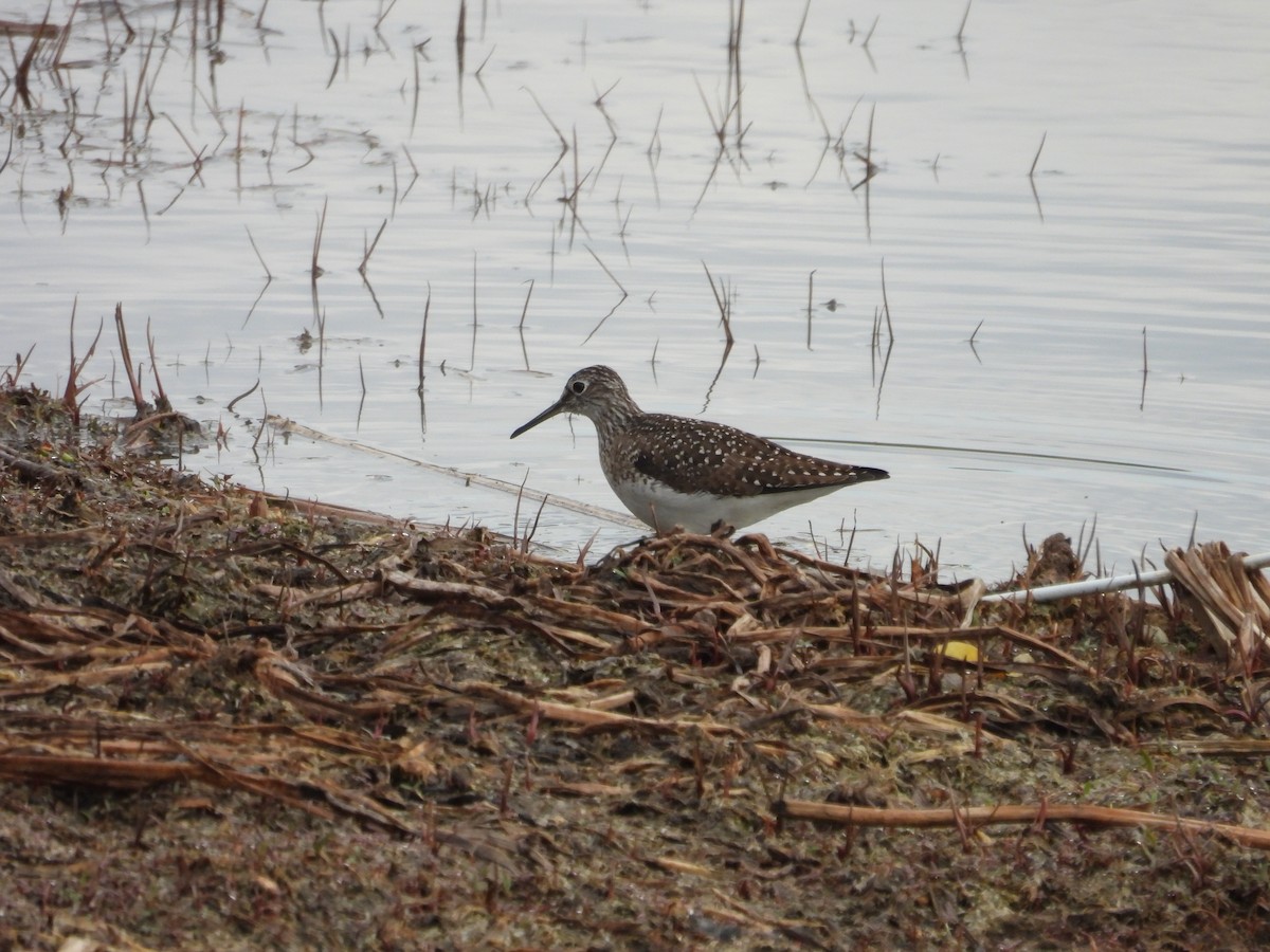 Solitary Sandpiper - ML618767977