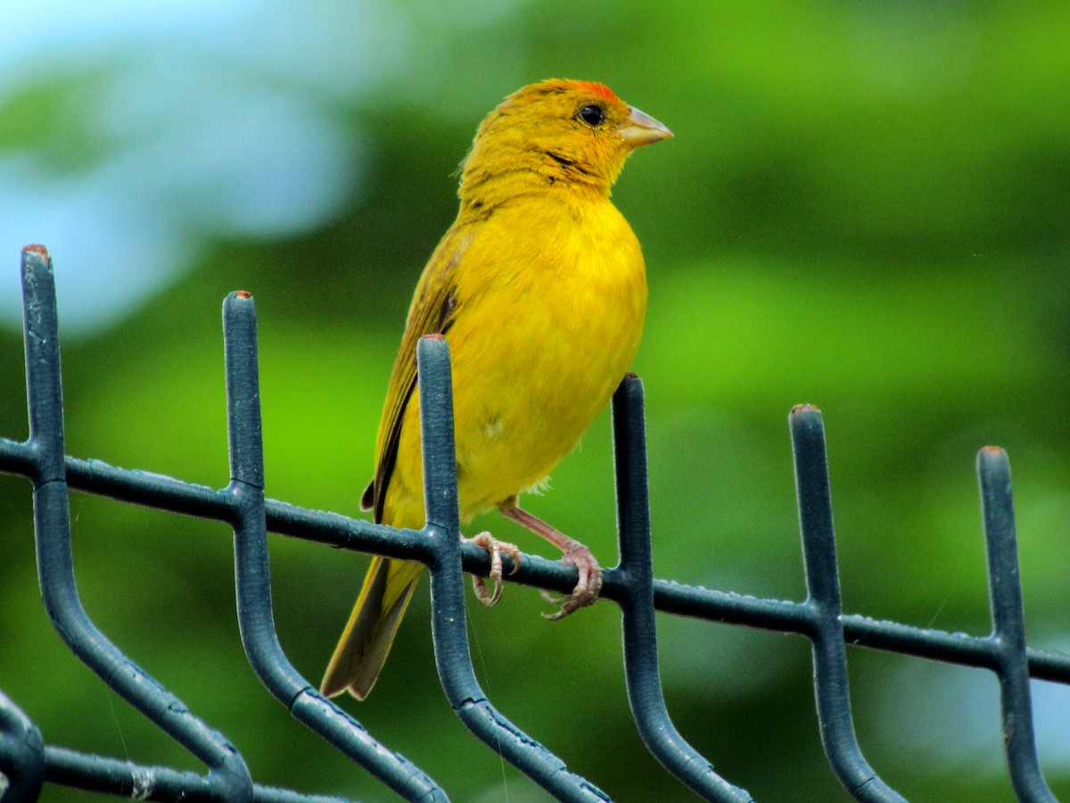 Orange-fronted Yellow-Finch - ML618767982