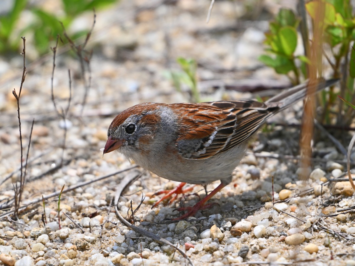 Field Sparrow - Paul Nale