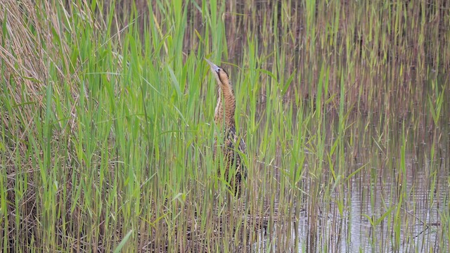 Eurasian Bittern - ML618767987