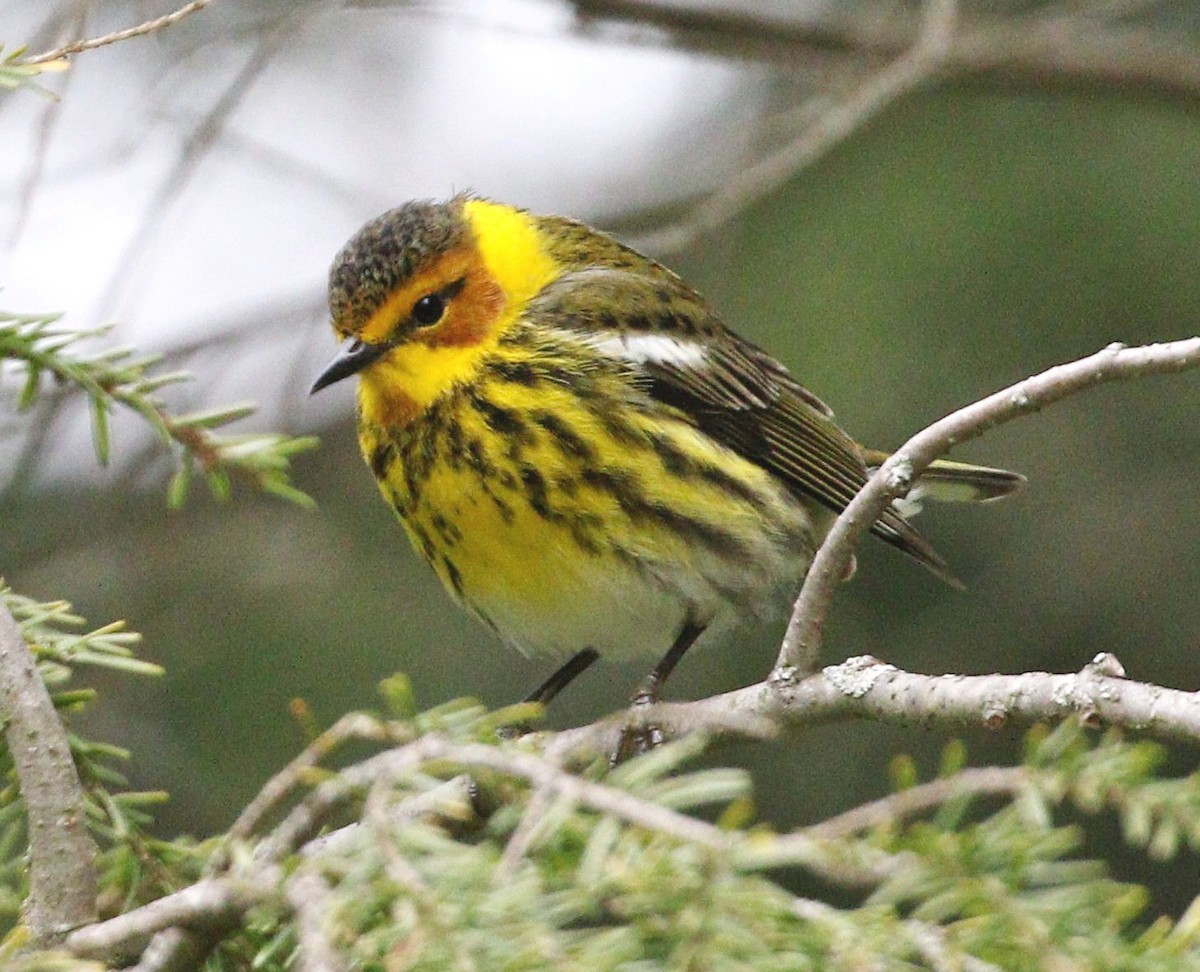 Cape May Warbler - ML618767991