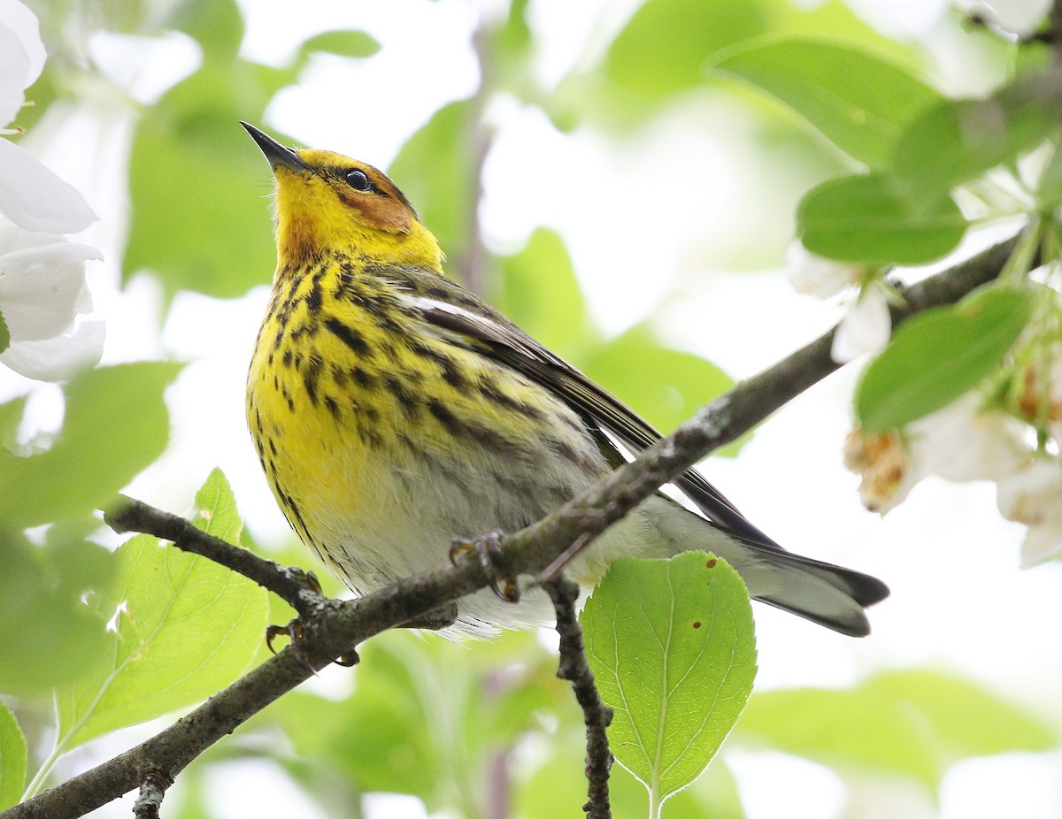 Cape May Warbler - Michael Blust