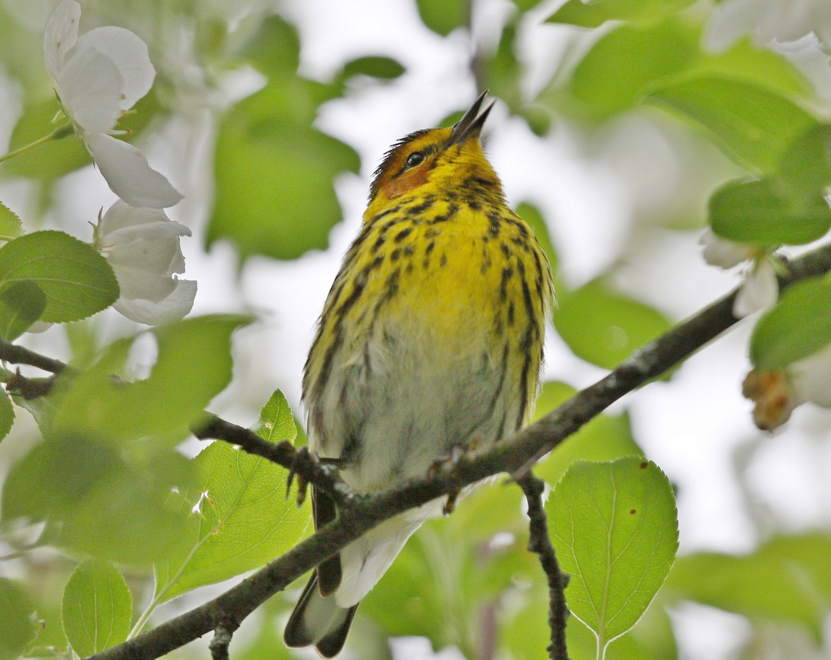 Cape May Warbler - Michael Blust