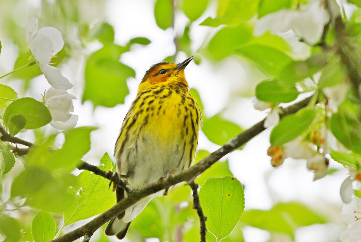 Cape May Warbler - ML618767994